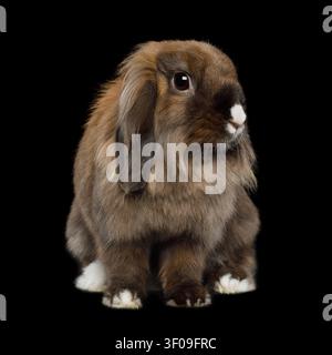 Nahaufnahme eines braunen Kaninchens mit weißer Nase auf isoliertem schwarzem Hintergrund Stockfoto
