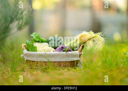 Ein Weidenkorb mit Gemüse wie Brokkoli, Blumenkohl und Sellerie ruht auf Gras in einer Vogelperspektive im Freien. Herausquellendes Gemüse zeigt frische, lebendige Vielfalt einer gesunden Ernte bei natürlichem Licht. Stockfoto