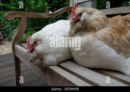 2 Faverolles-Hühner - Deutsche Lachshühner - Großes Deutsches Lachshuhn - weiß und lachsfarben Stockfoto
