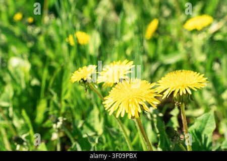 Gelber Löwenzahn, der am sonnigen Tag in üppigem grünen Gras wild wächst, repräsentiert Natur, Wachstum Ankunft des Frühlings. Natürlicher Hintergrund Stockfoto