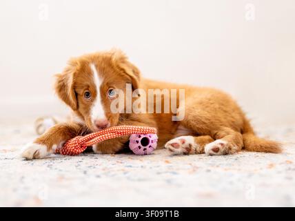 Toller Retriever-Welpe liegt auf dem Boden mit hellen Spielzeugen Stockfoto