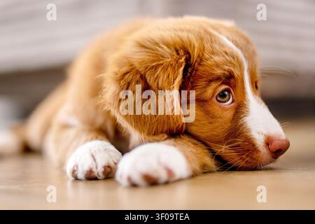 Toller Retriever-Hündchen, Das Zu Hause Auf Dem Boden Liegt Stockfoto