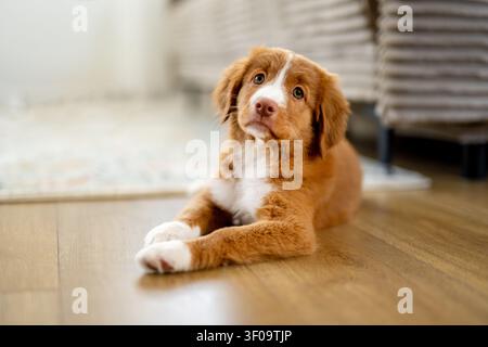 Toller Retriever-Hündchen, Das Zu Hause Auf Dem Boden Liegt Stockfoto