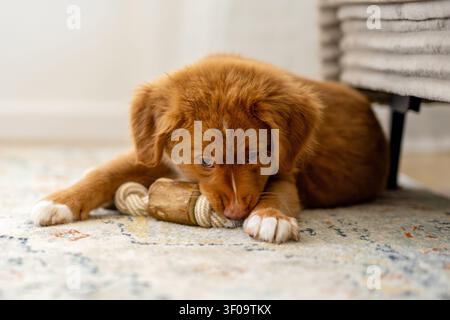 Toller Retriever Hündchen liegend mit Einem Hundespielzeug Stockfoto