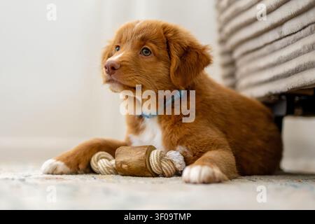 Toller Retriever Hündchen liegend mit Einem Hundespielzeug Stockfoto