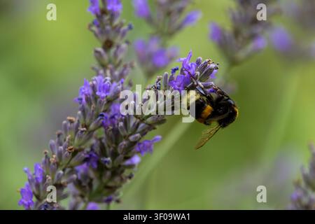 Eine Hummel sammelt Nektar und Pollen von einer Lavendelfl Blume im Garten Stockfoto