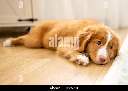 Toller Retriever-Welpe liegt auf dem Wohnzimmerboden Stockfoto