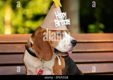 Seitenansicht-Porträt eines Beagles, der einen Happy-Birthday-Partyhut trägt und ruhig auf einer Holzbank in einem grünen Park sitzt, während eines Outdoor-Haustiergeburtstags Stockfoto