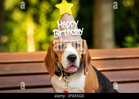 Vorderansicht eines Beagles, der einen Happy-Birthday-Partyhut trägt und auf einer Holzbank im Freien sitzt. Charmante Haustiergeburtstagsfeier mit Kopierraum Stockfoto