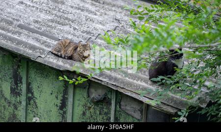 Tabby-Katze auf dem Dach mit schwarzer Katze in der Nähe. Stockfoto