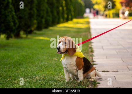 Porträt eines Beagles, der ruhig auf grünem Gras neben einem Gehweg sitzt und ein gelbes Bandana trägt. Outdoor-Tierporträt mit natürlichem Hintergrund Stockfoto