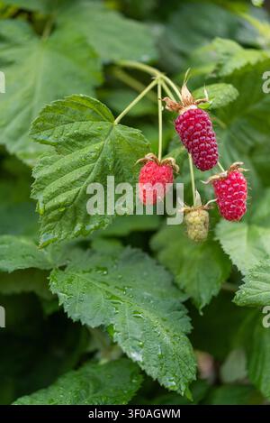 Vertikale Nahaufnahme von vier Himbeeren, die nach Regen auf dem Strauch wachsen. Eine reife, zwei unreife und eine grüne Himbeere sind mit Wassertropfen bedeckt Stockfoto