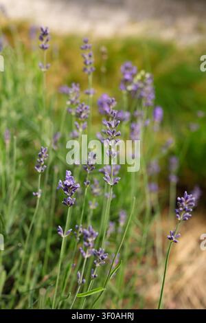 Frische blühende Lavendelfloren, die in einem Sommergarten aus der Nähe wachsen. Natürliche lila Lavendelblüten auf grünen Stängeln für ätherisches Aromaöl Stockfoto
