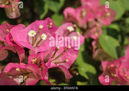 Nahaufnahme von lebendigen rosa Bougainvillea glabra Papierblumen und grünen Blättern, die in einer sonnigen tropischen Gartenumgebung im Sommer blühen Stockfoto