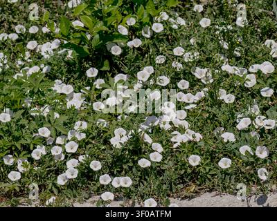 Eine Blick von oben auf ein Feld voller blühendem Ackerkratz (Convolvulus arvensis), das einen dichten Teppich aus zarten weißen Blüten zeigt Stockfoto