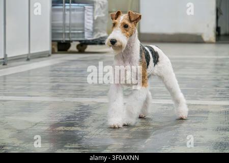 Ein gepflegter Jack-Russell-Terrier steht auf den Hinterbeinen, aufmerksam in einer industriellen Umgebung, Wire-Fox-Terrier bei einer Hundeshow, strukturierter Fellmantel, saubere Umgebung Stockfoto