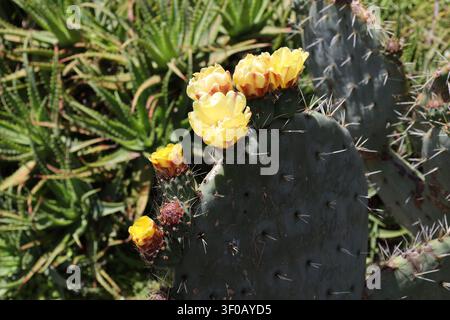 Kaktus der Opuntia-Robusta-Art, flache grüne Blätter, Stacheln, gelbe Blüten (Makro, Nahaufnahme, Sukkulente, Sonnenschein) Stockfoto