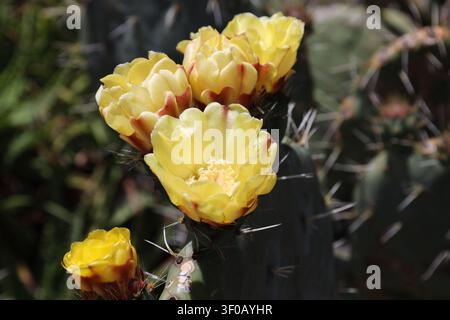 Kaktus der Opuntia-Robusta-Art, flache grüne Blätter, Stacheln, gelbe Blüten (Makro, Nahaufnahme, Sukkulente, Sonnenschein) Stockfoto