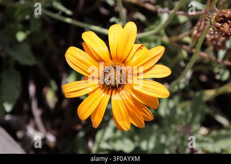einzelne Afrikanische Daisy-Blüte, lebhafte orange-gelbe Blütenblätter (Osteospermum, Kap-Daisy, Kap-Marigold) (Makro, Nahaufnahme, Sonnenschein) Stockfoto