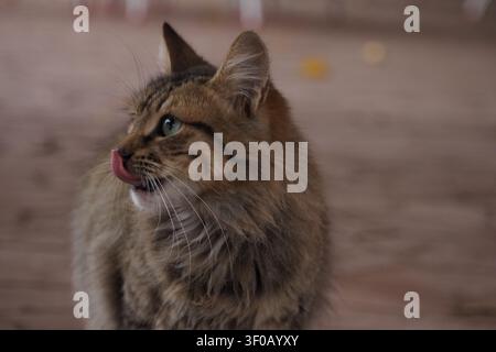 Ein einzigartiger Schnappschuss im Profil einer Hauskatze, die gerade ihre Nase leckt. Ihre kleine rosa Zunge ist herausgestreckt, was ein lustiges, bezauberndes und dynamisches Bild ergibt Stockfoto
