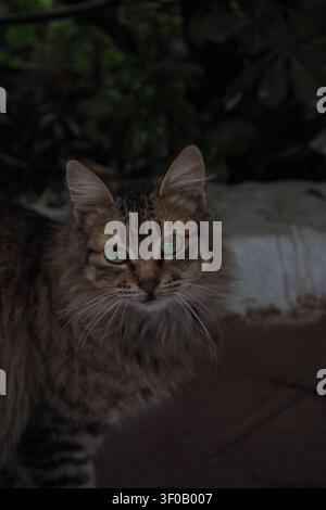 Eine Profilansicht einer majestätischen, flauschigen Katze, die einen sonnigen Tag im Freien genießt. Die Kamera konzentriert sich auf die Seite ihres Kopfes und zeigt ihre langen Schnurrhaare, das Fell Stockfoto