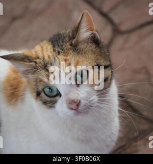 Ein enges Makroporträt, das sich auf das Gesicht einer Hauskatze konzentriert. Die Aufnahme zeigt wunderschön ihre grünen Augen, die detaillierte rosa Nase, die feinen Schnurrhaare und das weiche S Stockfoto