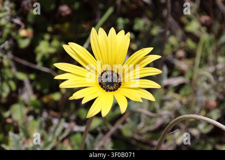 einzelne Blüte, Afrikanische Gänseblümchen, lebhafte gelbe Blütenblätter, kontrastierender dunkler, texturierter Mittelpunkt (Arctotis, Mellow-Yellow) (Makro, Nahaufnahme, Sonnenschein) Stockfoto
