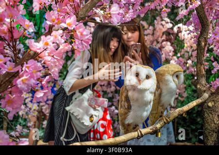 Eulen-Café mit Scheunen-Eulen, die zwischen künstlichen Kirschblüten sitzen, Besucher, die im Inneren eines thematischen Tiercafés in Akihabara, Tokio, Japan, Fotos machen. Die Stockfoto