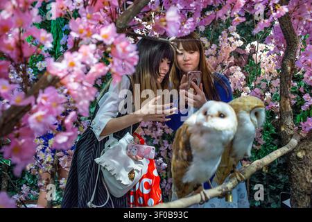 Eulenkaffee mit Schleiereulen, die zwischen künstlichen Kirschblüten sitzen, Besucher, die im Inneren eines thematischen Tiercafés in Akihabara, Tokio, Japan, Fotos machen. The Stockfoto