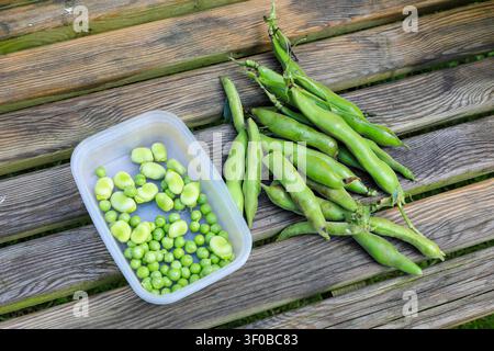 Frisch gepflückte Brechbohnen und Erbsen aus einem heimischen Garten, England, UK Stockfoto