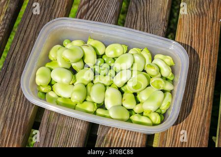 Frisch gepflückte Brechbohnen und Erbsen aus einem heimischen Garten, England, UK Stockfoto