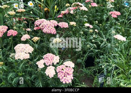 Rosa Schafgarbenblüten blühen dicht in einer Gartensituation mit weichem grünem federartigem Laub. Hausgärtnerei, Zierpflanzen, Blumengartenbau Stockfoto