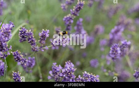 Nahaufnahme eines Hummel mit hellbraunem Schwanz, der Nektar auf blühenden Lavendelflowern in einem Sommergarten sammelt. Natürliche Bestäubung, Biodiversität Stockfoto