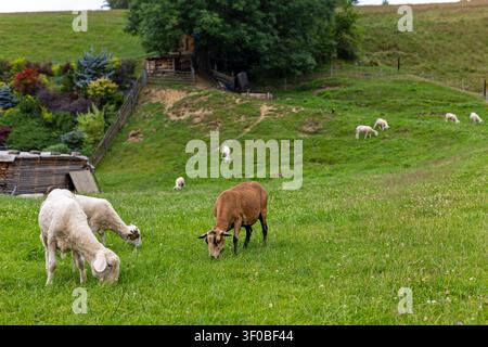 Schafe und Lämmer, die auf einer Hügelweide grasen. Schafe und Lämmer grasen auf einer grünen Hügelweide mit Bäumen, Zäunen und rustikalen Bauernhöfen im Stockfoto