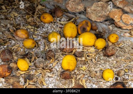 Eine Ansammlung gelber Zitronen und brauner, verwelkter Früchte liegt auf einer strukturierten Oberfläche aus kleinen Steinen und trockenem Laub Stockfoto