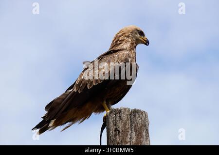Niedriger Blick auf einen majestätischen Schwarzmilan (Milvus migrans), der auf einem hohen verwitterten Holzpfahl vor blauem Himmel sitzt. Stockfoto