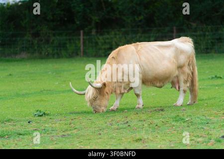 Hochlandkuh, die auf einer Wiese grast Stockfoto