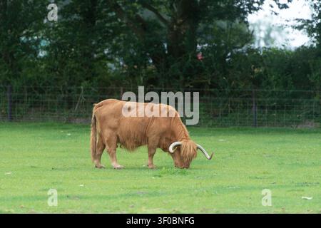 Hochlandkuh, die auf einer Wiese grast Stockfoto