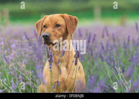 Fuchsroter gelber Labradorretriever sitzt in Lavendelblumen Stockfoto