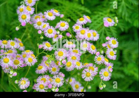 Mexikanischer Fleabane (Erigeron karvinskianus), Pflanzenbotanik Stockfoto