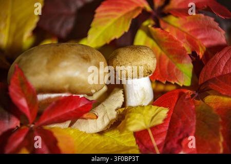 Eine Nahaufnahme im Studio von frischen, rohen braunen Pilzen (Champignons), die sich zwischen lebendigen roten, burgunderroten und gelben Herbstblättern befinden. Saisonale Lebensmittelphotographie Stockfoto