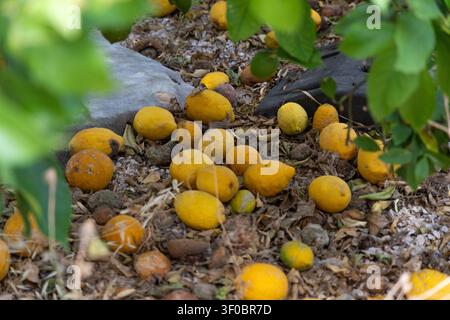 Eine Ansammlung reifer gelber Zitronen ist von einem Baum gefallen und liegt auf dem trockenen Boden zwischen Blättern und kleinen Steinen Stockfoto