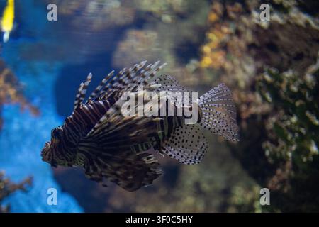Roter Feenflossenthunfisch Zebra-Fisch schwimmt unter Wasser in einem tropischen Meereskorallenriff-Aquarium-Hintergrundtank Stockfoto