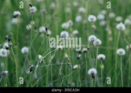 Flauschige Löwenzahn-Samenköpfe auf einer grünen Wiese Stockfoto
