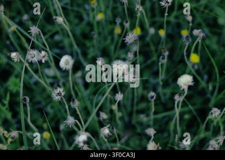 Flauschige Löwenzahn-Samenköpfe auf einer grünen Wiese Stockfoto