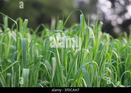 Makroaufnahme von glitzernden Wassertropfen auf lebhaft grünem Gras bei weichem Tageslicht Stockfoto