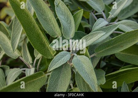 Nahaufnahme von frischen Salbeiblättern (Salvia officinalis), die natürlich in einem Kräutergarten wachsen. Das weiche, silbrig-grüne Laub und die Textur sind ideal für cul Stockfoto