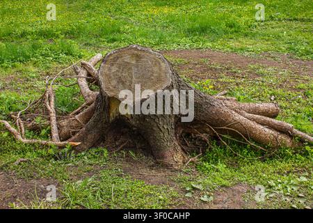 Frisch geschnittener Baumstumpf mit freigelegten Wurzeln auf einem Grasfeld. Nahaufnahme eines gefällten Baumes, der jährliche Wachstumsringe zeigt, symbolisiert Abholzung, Holzfällerei Stockfoto