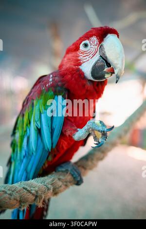 Nahaufnahme eines rot-grünen Aras (Ara chloropterus), exotischer Vogel, der organische Nahrung und ein Stück Obst in seinem Schnabel hält und es frisst. Vogelernährung ein Stockfoto