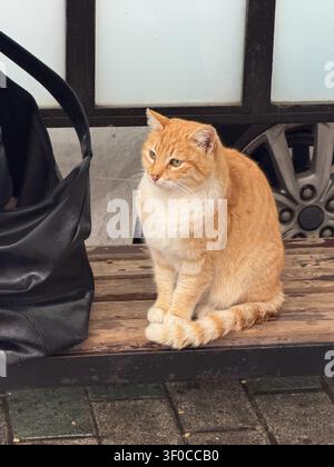 Ingwerfarbener Straßenkater sitzt auf Holzbank in einer Istanbuler Nachbarschaft in der Nähe eines Ladens. Urbane Wildtiere, Haustier, Tierwohl, Reisen, Stadtleben, lokal Stockfoto